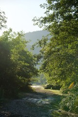 Fototapeta na wymiar Rural road between forest trees