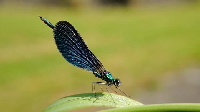 libellule sur un brin d'herbe