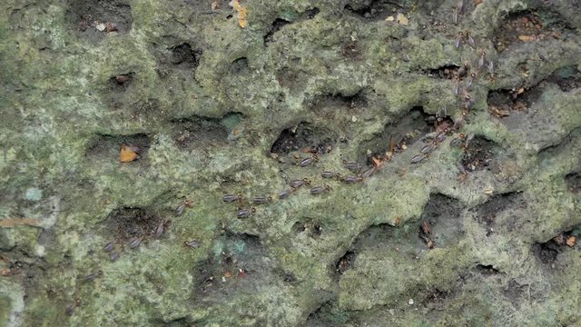 Crowd of termites (Macrotermes) on ground in tropical rain forest. 