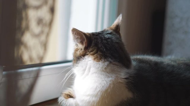 Cat looking through the window in slow motion in 4k slow motion 60fps