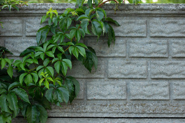 Background of green ivy on concrete fence - outdoor plant on exterior wall