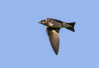 Female Purple martin (Progne subis) flying with an insect prey in blue sky, Iowa, USA