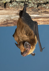Big brown bat (Eptesicus fuscus) hanging on a wood, Iowa, USA