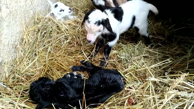 Mamma capra con i cuccioli appena nati