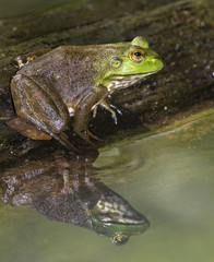 Adult American bullfrog (Lithobates catesbeianus) at the pond with reflection in water, Iowa, USA