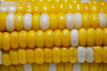 multicolored boiled corn in close up in nature background