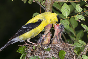 Male American goldfinch (Spinus tristis) feeding nestlings in the nest, Iowa, USA