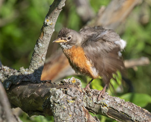 American robin (Turdus migratorius) shaking feather after bath, Iowa, USA
