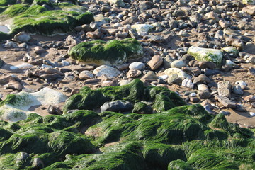 Natural Rock Slime on Beach