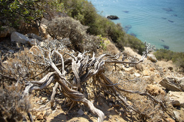 Sun-dried shrub on the rocky coast of the Mediterranean with the visible azure sea on the island of Rhodes (Greece)