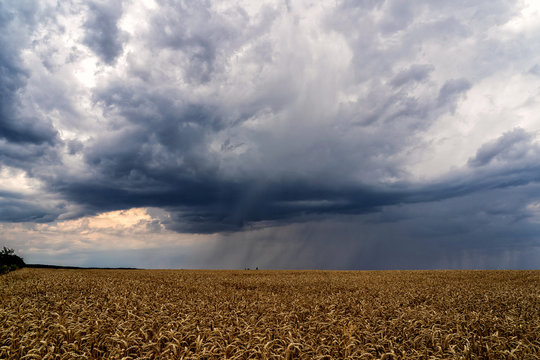 Scenic view of heavy clouds on blue sky background over yellow field. Photo of approaching storm in summer.