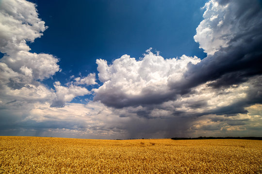 Scenic view of heavy clouds on blue sky background over yellow field. Photo of approaching storm in summer.