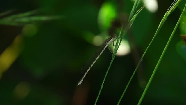 Macro of a summer and brown dragonfly Sympecma fusca sitting on a dry stalk of a plant in the forest of the foothills of the Caucasus
