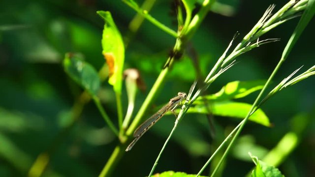 Macro of a brown dragonfly Sympecma fusca sitting on a dry stalk of a plant in the forest of the foothills of the Caucasus