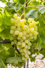Turkey Izmir Sultani grapes vineyard