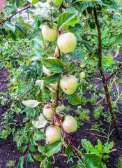 a branch of an apple tree with apples and leaves in the garden.