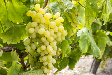 Turkey Izmir Sultani grapes vineyard