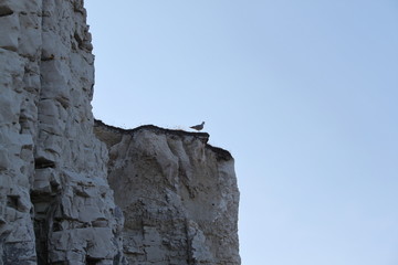 Seagull on Cliff Top