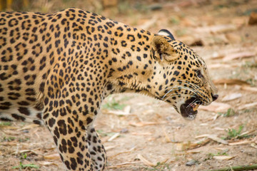 leopard is going for attack