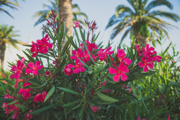 Fototapeta na wymiar Beautiful pink flowers in the city park with palms.