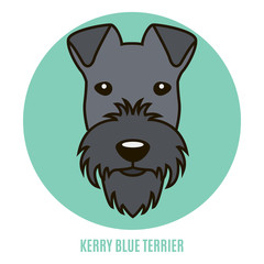 Portrait of Kerry Blue Terrier