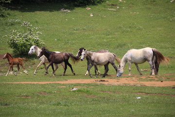  Horses galloping in a paddock