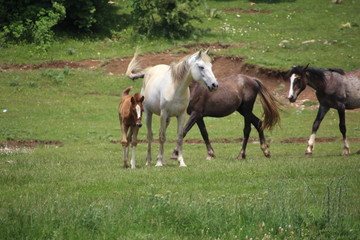 Horses galloping in a paddock
