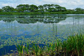 北海道サロベツ湿原の長沼