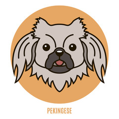 Portrait of Pekingese