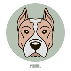 Portrait of Pitbull
