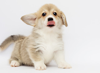 Naklejka premium welsh corgi puppy on a gray background