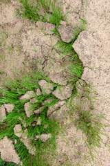 Green grass growing from cracked earth. New life. ... Dry land, Global Warming, agriculture concept