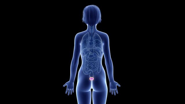 medically accurate 3d animation of the bladder