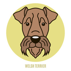 Portrait of Welsh Terrier