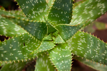 Aloe Vera