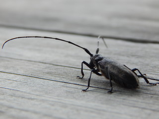 Monochamus sutor