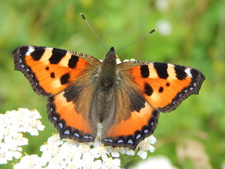 Aglais urticae