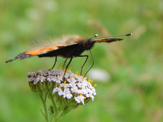 Aglais urticae