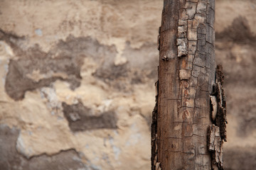 Fototapeta premium Wood