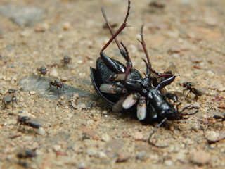 Scavengers