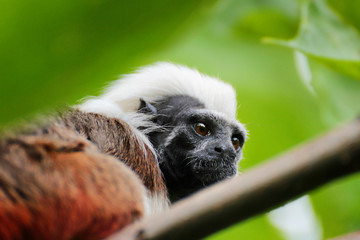 Tamarin bearded in a tree crown