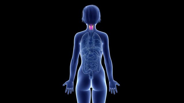 medically accurate 3d animation of the larynx