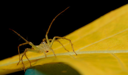 spider sitting On leaf