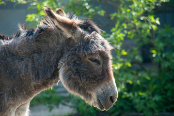 Portrait of a cute furry donkey standing in the sun