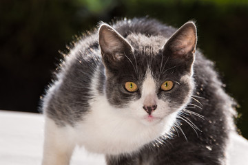 Cat staring