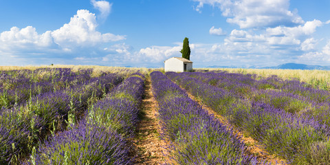 Valensole, Provence, France.