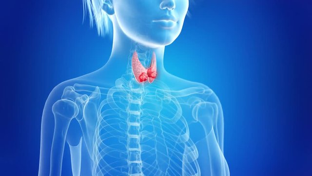 medically accurate 3d animation of thyroid cancer