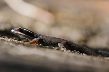 Ornate day gecko in natural habitat