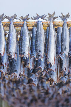 Stockfish on wood racks, Lofoten Islands, Norway