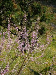 Pink flowers of tree in bloom.on mountsin slope